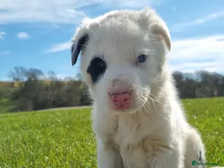 Border Collie dogs *OUTSTANDING border collies* - Advert 5