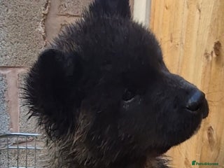 Akita dogs KC REGISTERED BEAR HEAD AMERICAN AKITA FEMALE PUP - Advert 4