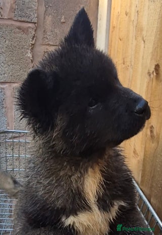 Akita dogs KC REGISTERED BEAR HEAD AMERICAN AKITA FEMALE PUP - Advert 4