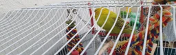 Budgerigars birds for sale: Budies for sale in Northampton - Advert 4