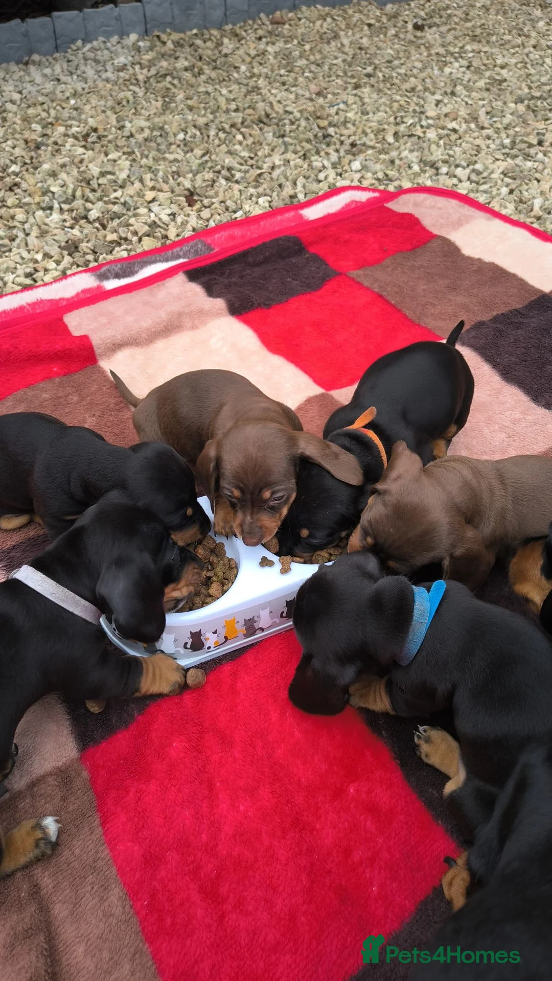 Miniature Dachshund dogs for sale: Beautiful smooth haired miniature duchounds - Advert 1