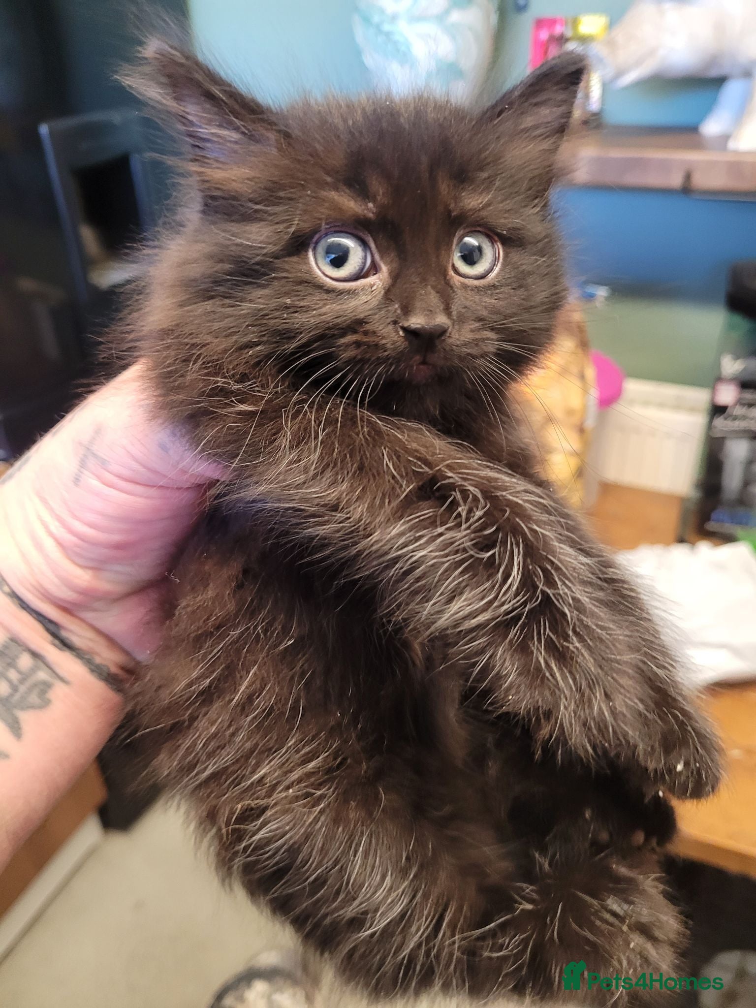 British Longhair cats 3 adorable kittens  - Advert 3