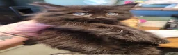 British Longhair cats for sale: 3 adorable kittens  - Advert 2