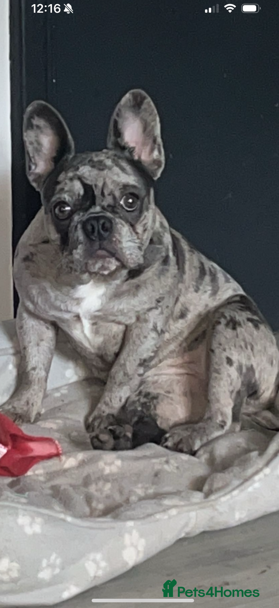 French Bulldog dogs French bulldogs  - Advert 2