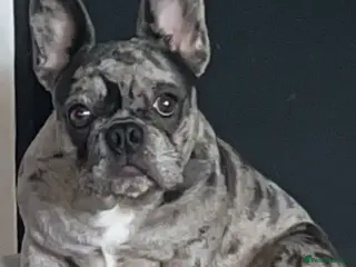 French Bulldog dogs French bulldogs - Advert 2
