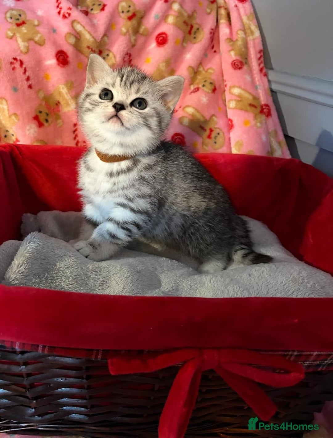 British Shorthair cats for sale: Beautiful bsh kittens  - Image 14