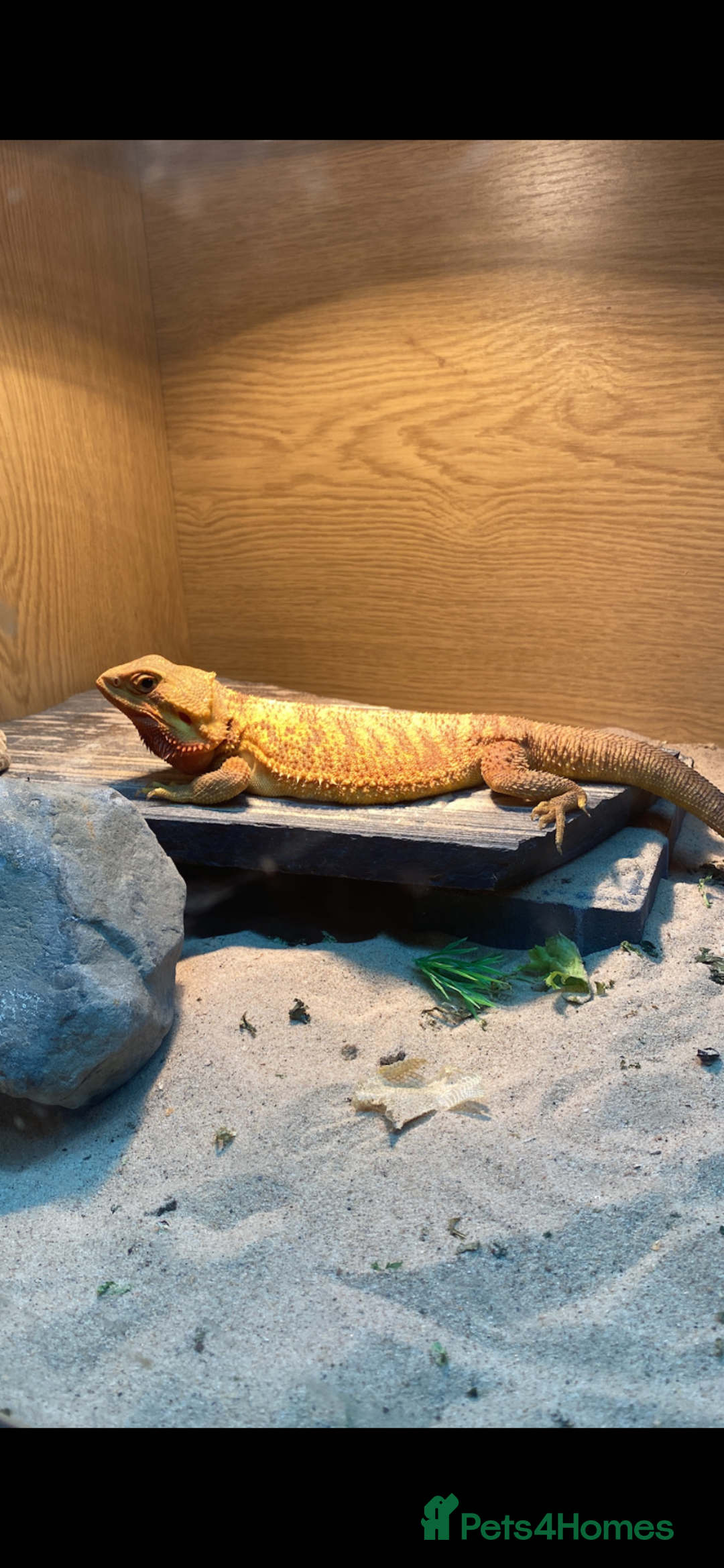 Bearded Dragon reptiles for sale: Bearded Dragon - Image 5