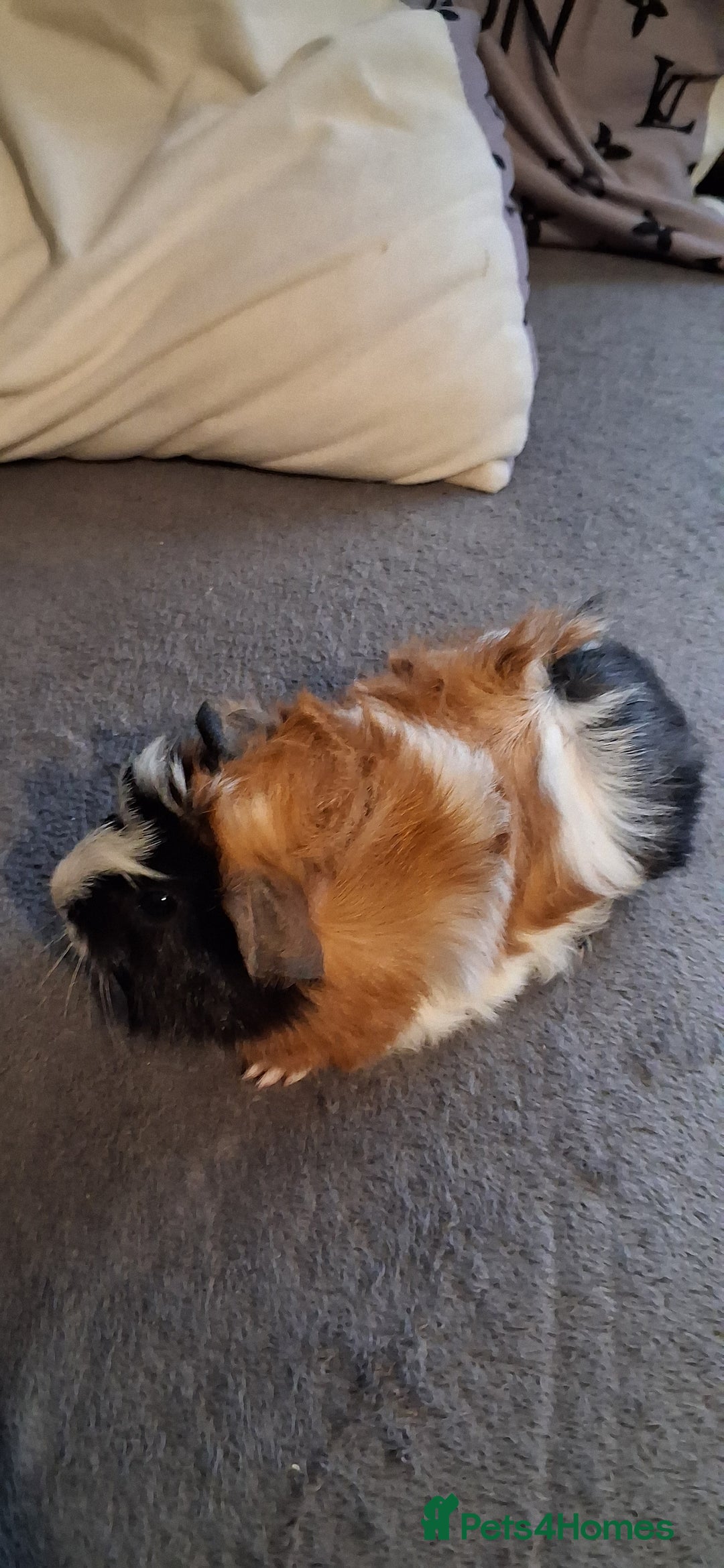 Guinea Pig rodents for sale: 6 baby girl guinea pigs 2 boys  - Advert 22