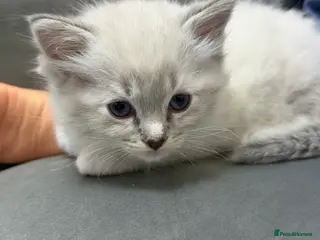 Ragdoll cats Kittens For Sale Cute small Ragdoll - Advert 14