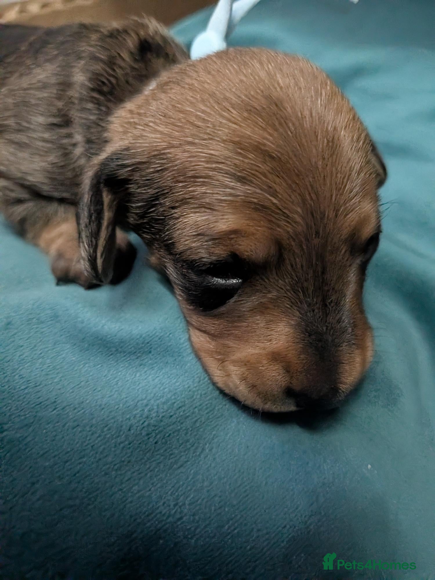 Miniature Dachshund dogs for sale: Mini Smooth Dachshund - Shaded Red Boy  x 2 - Advert 16
