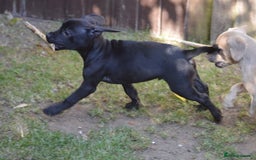 Mixed Breed dogs for sale: Mixed Breed Pups - Image 6