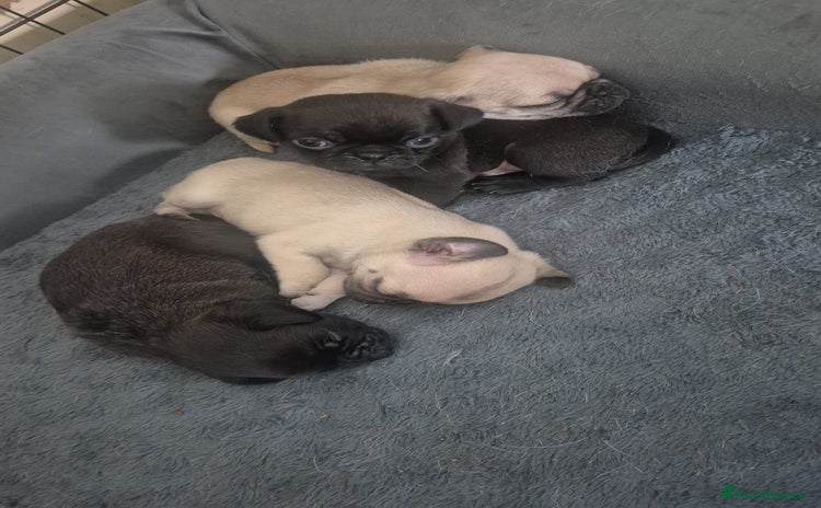 Pug dogs - Advert 2