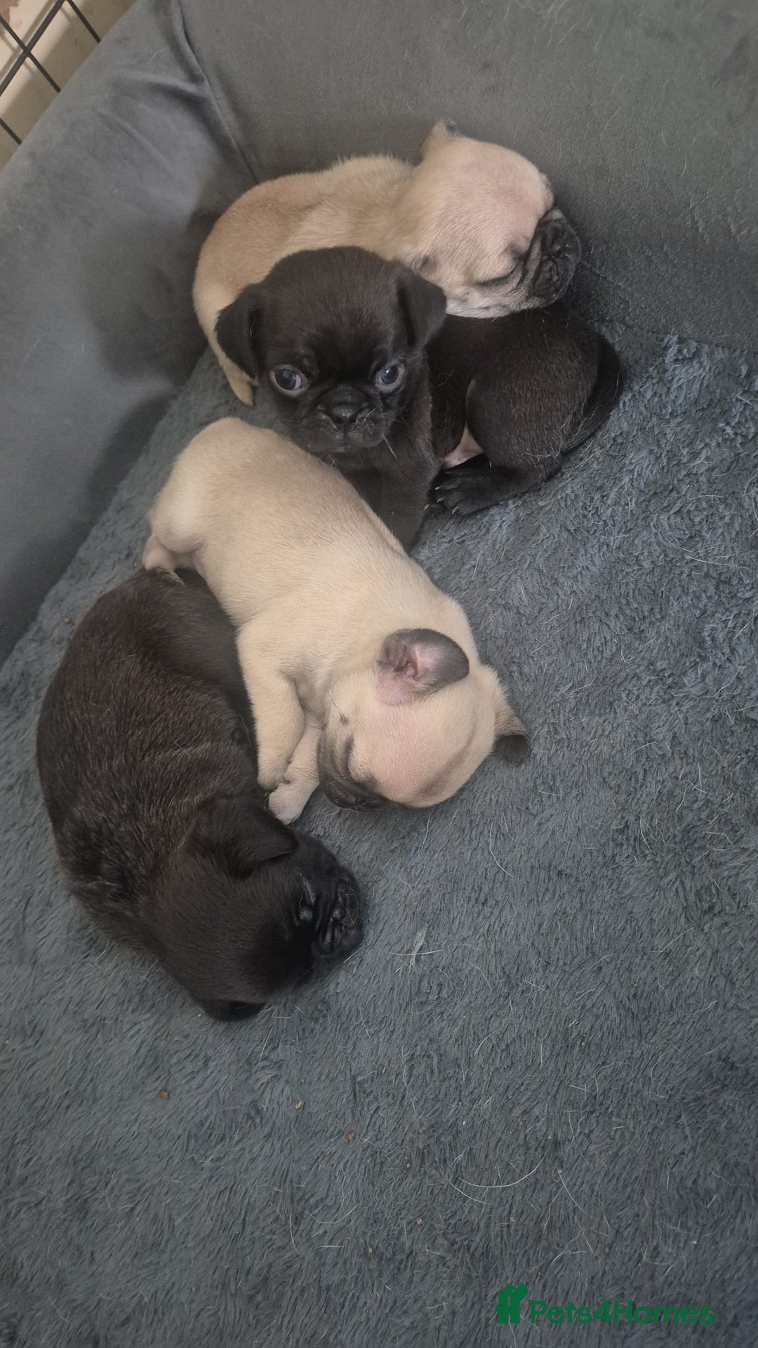 Pug dogs for sale: Beautiful pugs puppies - Image 1
