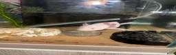 Axolotl reptiles for sale: Pair of female Axolotls  - Advert 4