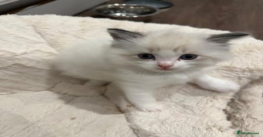 Ragdoll cats Pure Breed bi colour blue Ragdoll Kittens - Advert 13