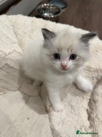 Ragdoll cats Pure Breed bi colour blue Ragdoll Kittens - Advert 13