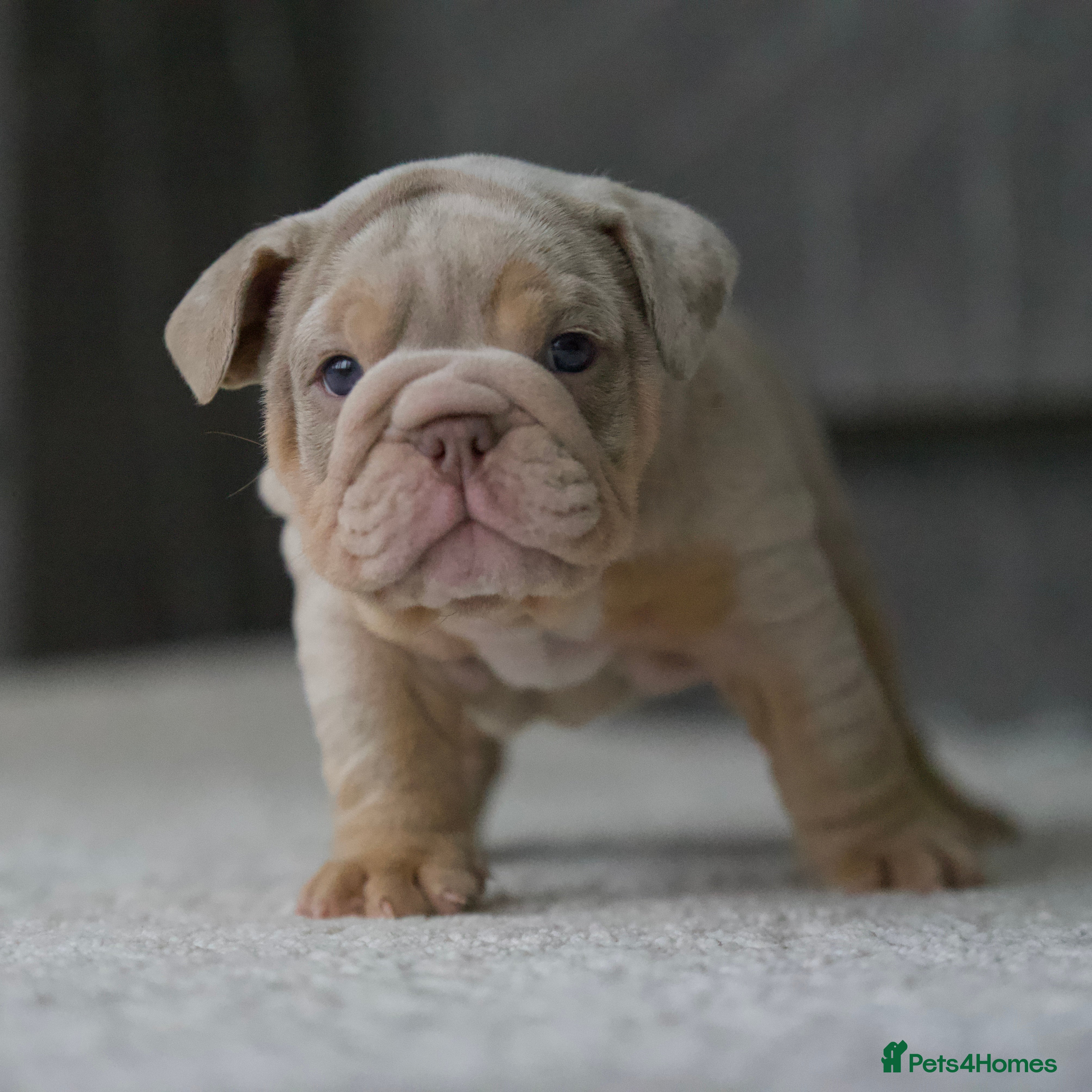 English Bulldog dogs ***EPIC BULLYZ RARE BULLDOGS*** - Advert 1