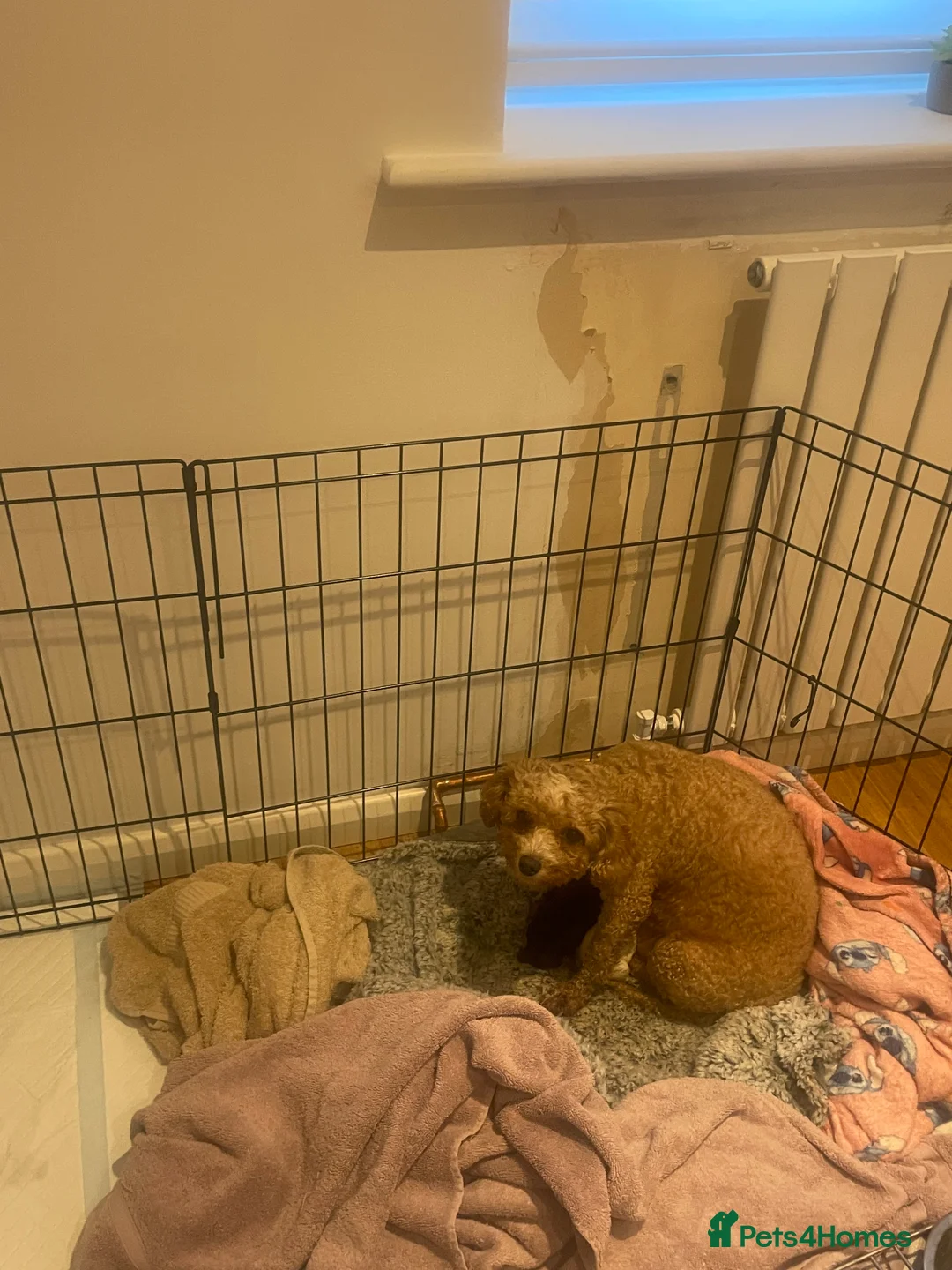 Pomapoo dogs for sale: Wolf sable pomapoos - Advert 11