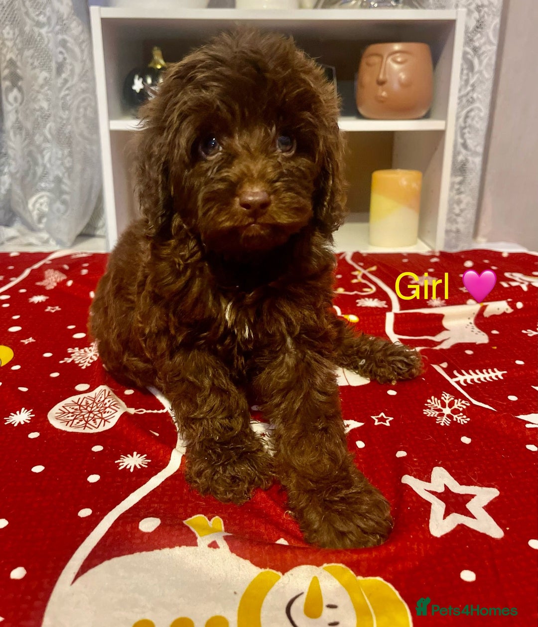 Cavapoo dogs for sale: Beautiful Cavapoo puppies  - Advert 5