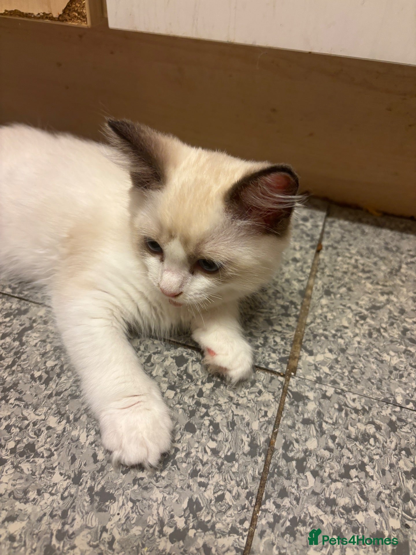 Ragdoll cats Beautiful pedigree ragdolls for forever homes!  - Advert 1