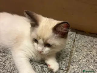 Ragdoll cats Beautiful pedigree ragdolls for forever homes! - Advert 1