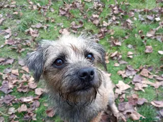 Mixed Breed dogs Beautiful Border terrier/Patterdale terrier pups - Advert 4