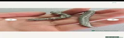 Snake reptiles for sale: Baby Western hognoses CB 26 mixed Morphs & Sex  - Advert 6