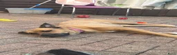Mixed Breed dogs for sale: Dog for adoption  - Advert 4