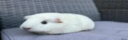 Guinea Pig rodents for sale: Sows mixed ages & breeds - Advert 7