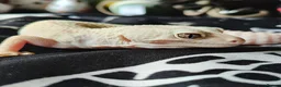 Leopard Gecko reptiles for sale: Leopard Gecko and Vivarium in Norwich - Advert 4