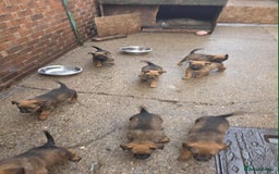 Mixed Breed dogs for sale: Rottweiler x belian malinois - Advert 11