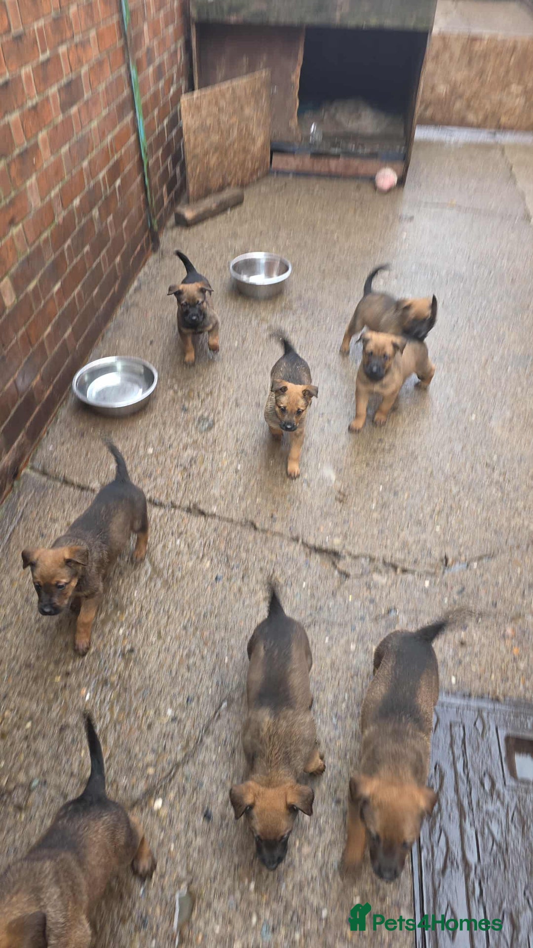 Mixed Breed dogs for sale: Rottweiler x belian malinois - Advert 11