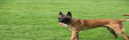 Belgian Shepherd Dog dogs for sale: Belgian Malinois Looking for a Loving Home - Advert 3
