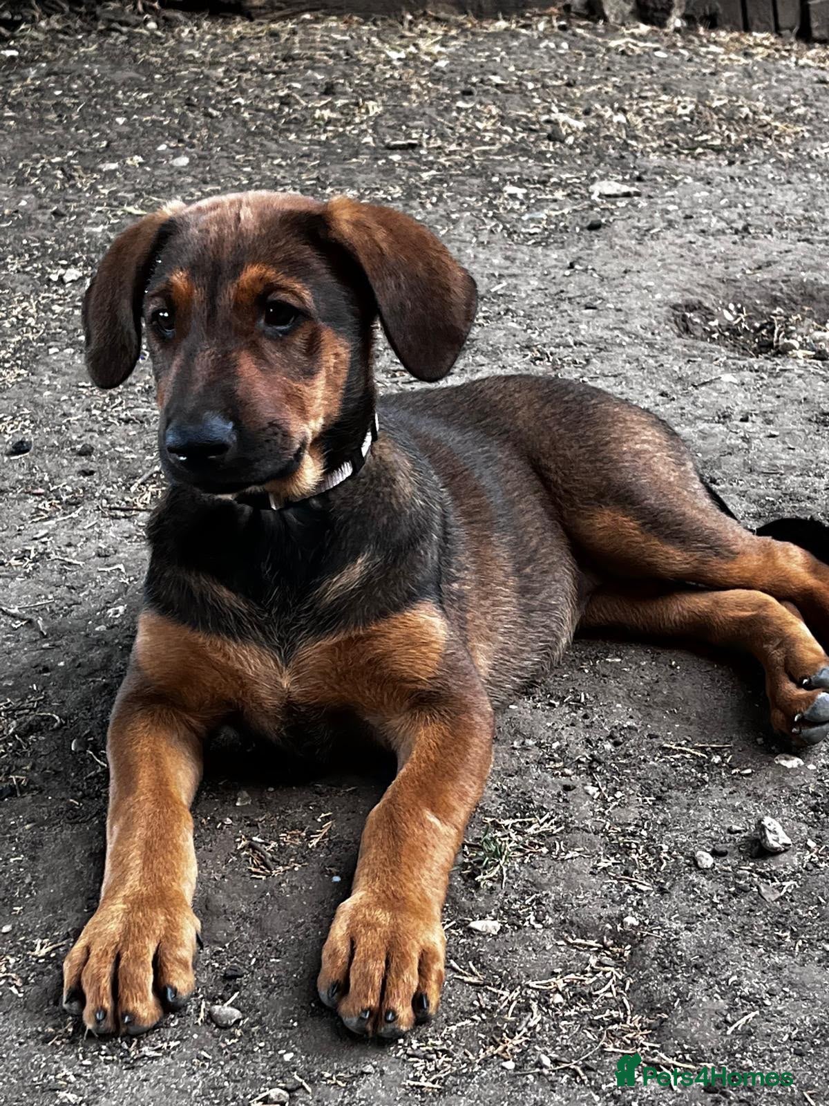 Dobermann dogs Beautiful litter of European Dobermann X - Advert 9