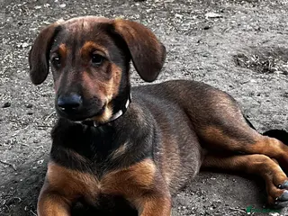 Dobermann dogs Beautiful litter of European Dobermann X - Advert 9
