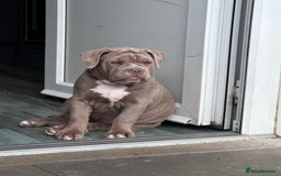 Olde English Bulldogge dogs for sale:  1 NEBBR Lilac & white female left!!  in Bury Saint Edmunds - Image 3