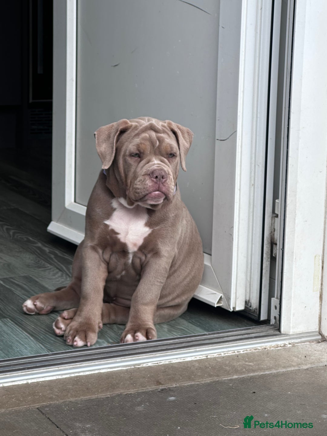 Olde English Bulldogge dogs for sale:  1 NEBBR Lilac & white female left!!  in Bury Saint Edmunds - Image 3
