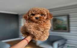 Maltipoo dogs for sale: Gorgeous Toy Maltipoo Puppies! - Image 1