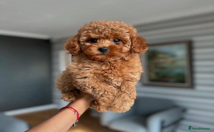 Maltipoo dogs - Advert 16