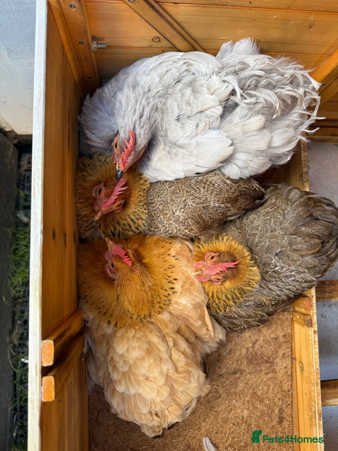 Chickens poultry for sale: Bantam Hens in Leicester - Advert 1