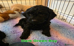 Cockapoo dogs for sale: Gorgeous Cockerpoo Puppies  - Image 9