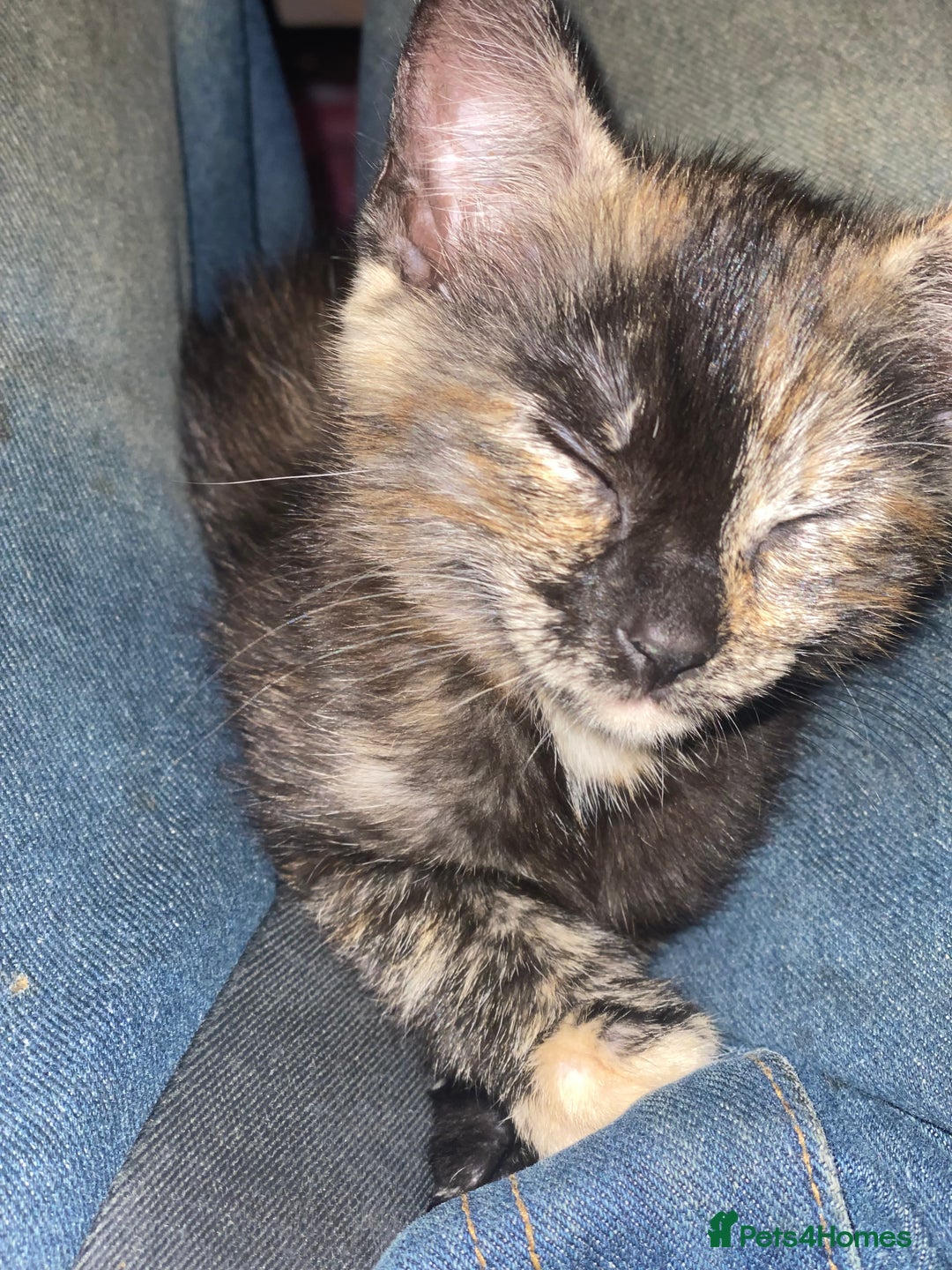 Mixed Breed cats for sale: Only 1 beautiful tortoiseshell girl left!❤️🐱 - Image 7