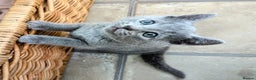 Russian Blue cats for sale: TICA Registered kittens  - Advert 1