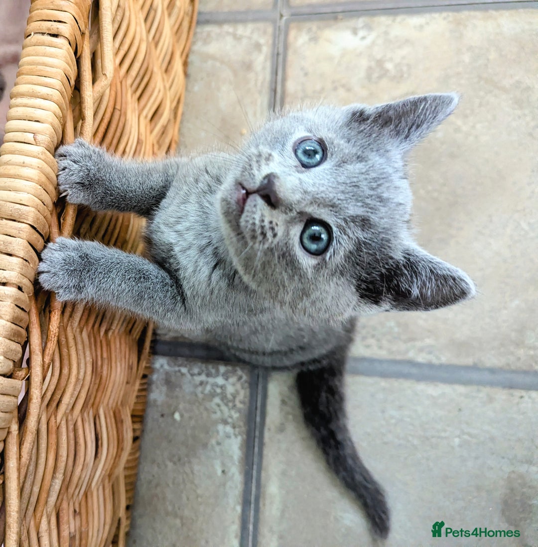Russian Blue cats for sale: TICA Registered kittens  - Advert 1