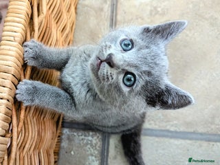 Russian Blue cats TICA Registered kittens - Advert 5