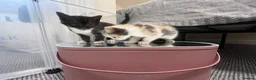 Mixed Breed cats for sale: Kittens for sale (grey girl left) in Honiton - Advert 8