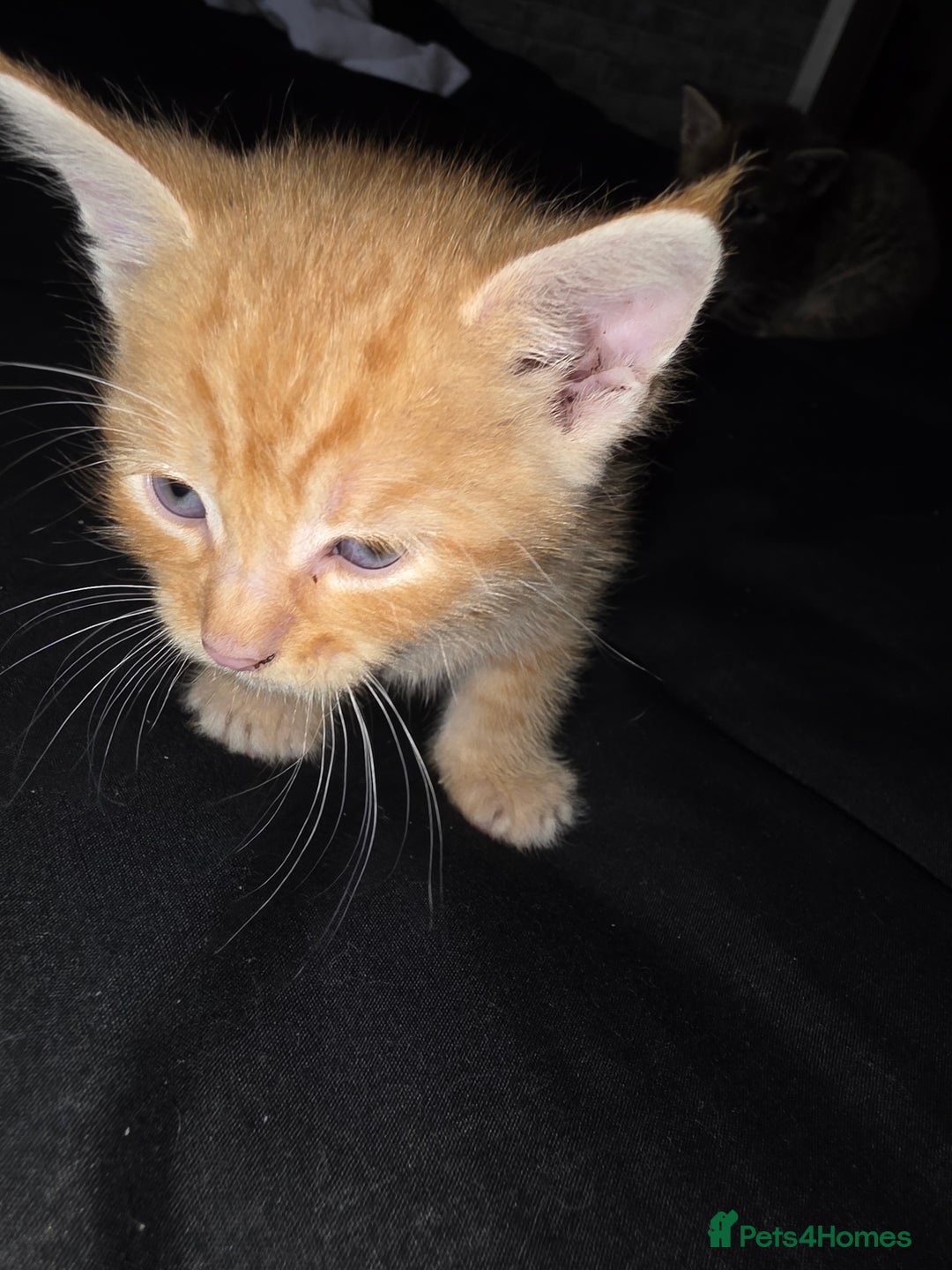 Mixed Breed cats for sale: 7 week old mixed breed kitten  - Image 3