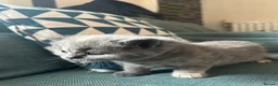 British Shorthair cats for sale: 4 adorable kittens remaining ready for a new home - Advert 4