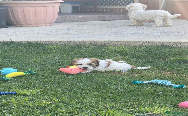 Shih Tzu dogs - Advert 2
