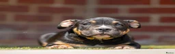 American Bully dogs for sale: American pockets - Advert 6